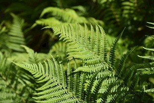 翠绿蕨类植物特写