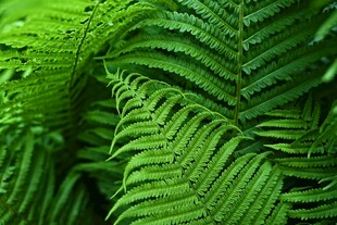 翠绿蕨类植物叶片特写