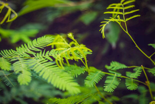 翠绿蕨类植物特写