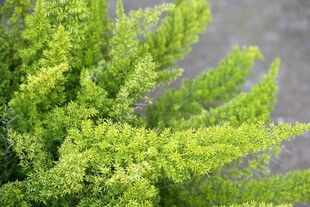 翠绿清新的蕨类植物枝叶