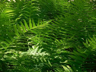 翠绿蕨类植物生机盎然