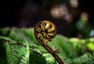 卷曲的蕨类植物特写