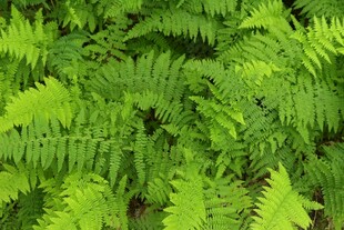 翠绿蕨类植物叶片特写