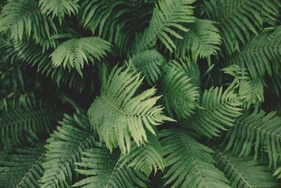 茂密热带棕榈叶景观