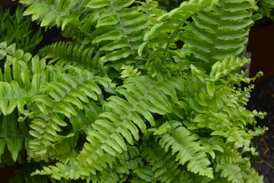 翠绿蕨类植物特写