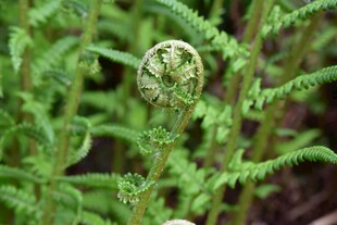 卷曲的蕨类植物嫩叶