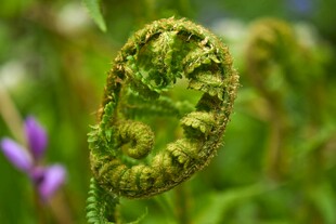 卷曲的蕨类植物嫩叶
