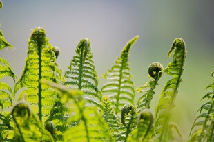 嫩绿蕨类植物生机勃勃