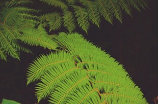 翠绿蕨类植物特写