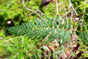 翠绿蕨类植物特写