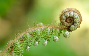 卷曲蕨类植物特写