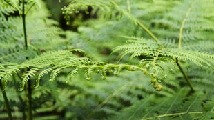 翠绿蕨类植物特写