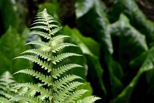 翠绿蕨类植物特写