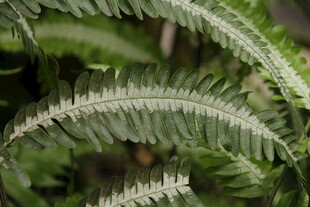 蕨类植物叶片特写