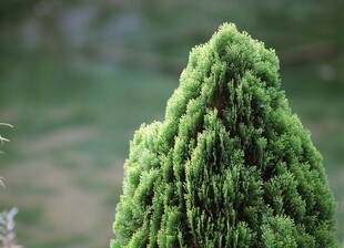 锥形绿植特写