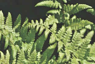 翠绿蕨类植物特写
