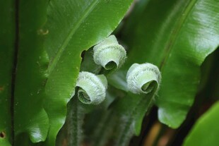 卷曲的嫩绿叶片植物特写