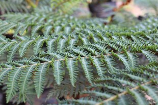 翠绿蕨类植物叶片特写