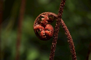 卷曲的蕨类嫩芽