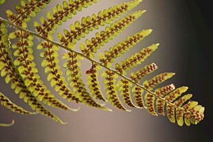 蕨类植物叶片特写