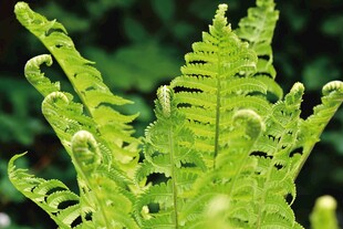 嫩绿蕨类植物特写