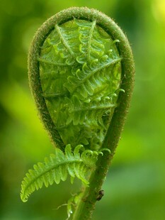 卷曲的嫩绿蕨类植物