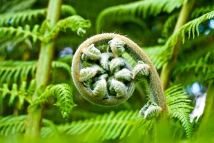 蕨类植物的卷曲嫩叶