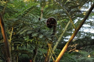 蕨类植物特写