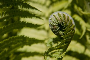 蕨类植物的螺旋状嫩叶片