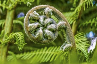 蕨类植物景观