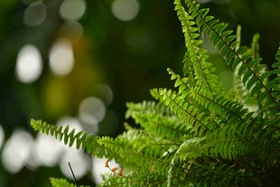 翠绿蕨类植物特写