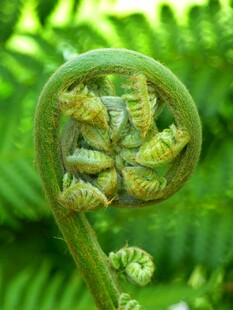 卷曲的蕨类植物嫩叶