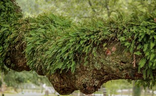 长满绿植的奇特岩石