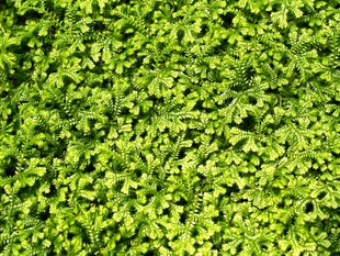 翠绿繁茂的植物墙