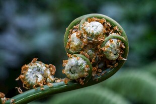卷曲的蕨类植物嫩叶