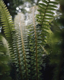 蕨类植物特写