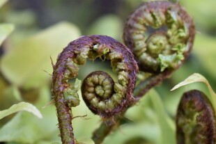 卷曲的蕨类植物新叶