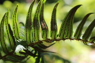 蕨类植物叶片特写