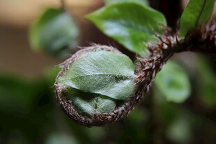 蕨类植物叶片特写