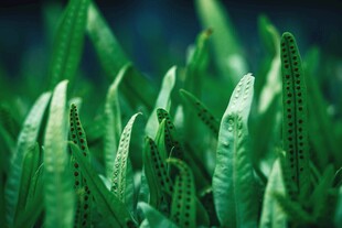 翠绿蕨类植物叶片特写