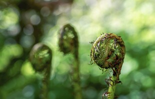 卷曲蕨类植物特写