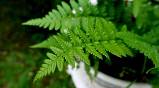 翠绿蕨类植物特写