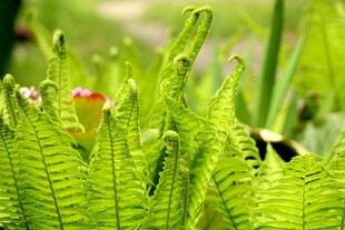 翠绿蕨类植物中的小花
