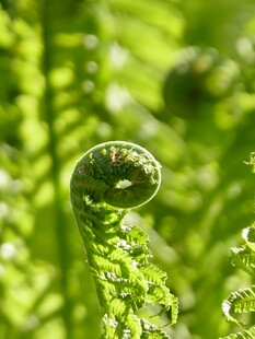 卷曲的蕨类植物新叶