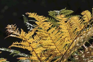 金黄蕨类植物特写