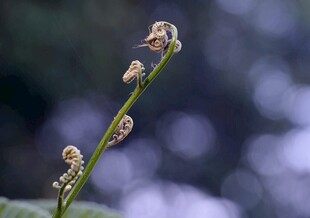 卷曲蕨类嫩芽特写