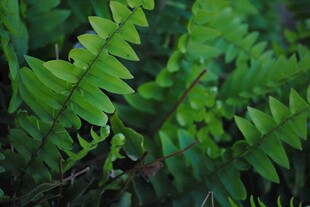 翠绿蕨类植物特写