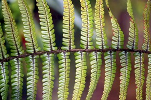 蕨类植物叶片特写