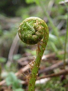 卷曲的蕨类植物新芽