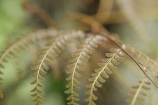 蕨类植物特写